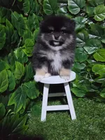 Shadow , a female Pomeranian for sale in Wilson, NC – 2 of 5
