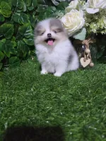 Lucy, a female Pomeranian for sale in Wilson, NC – 1 of 7