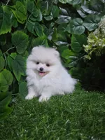 Sky, a female Pomeranian for sale in Wilson, NC – 2 of 6