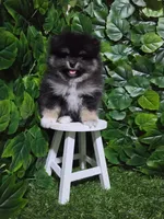 Shadow , a female Pomeranian for sale in Wilson, NC – 4 of 5