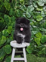 Blacky, a male Pomeranian for sale in Wilson, NC – 5 of 6