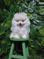 Sky, a female Pomeranian for sale in Wilson, NC – 3 of 6