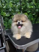 Lion, a male Pomeranian for sale in Wilson, NC – 2 of 7