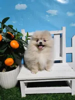 Cream/lilac, a female Pomeranian for sale in Wilson, NC – Photo 3 of 7