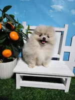Cream/lilac, a female Pomeranian for sale in Wilson, NC – Photo 7 of 7