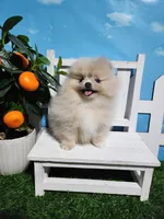 Cream/lilac, a female Pomeranian for sale in Wilson, NC – Photo 5 of 7