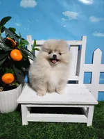 Cream/lilac, a female Pomeranian for sale in Wilson, NC – Photo 4 of 7