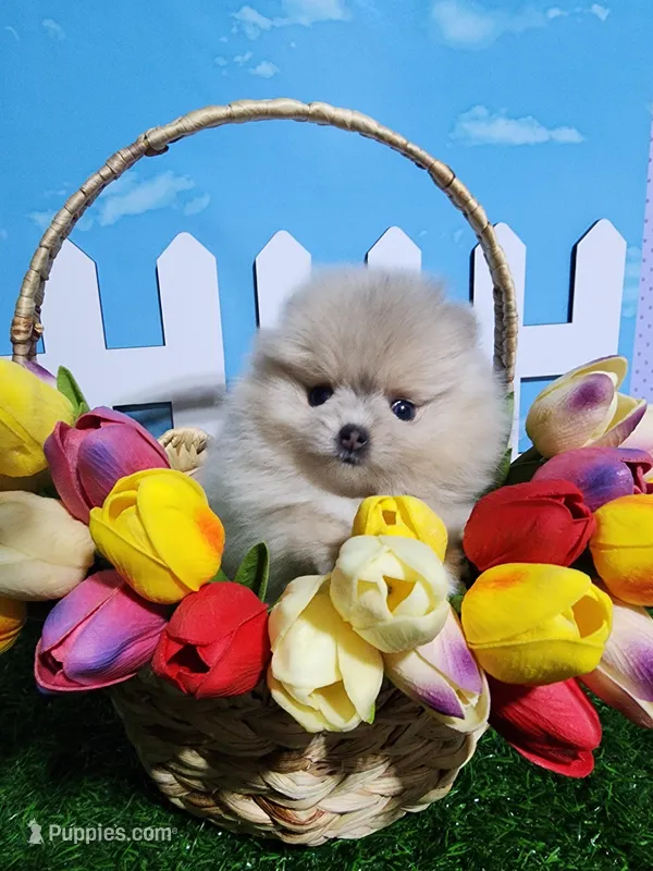 Cream/lilac – Pomeranian puppy for sale in Wilson, NC