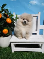 Cream/lilac, a female Pomeranian for sale in Wilson, NC – Photo 2 of 7
