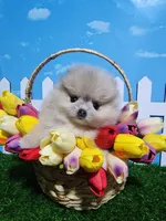 Cream/lilac, a female Pomeranian for sale in Wilson, NC – Photo 3 of 4