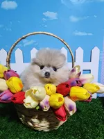 Cream/lilac, a female Pomeranian for sale in Wilson, NC – Photo 4 of 4