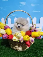 Cream/lilac, a female Pomeranian for sale in Wilson, NC – Photo 2 of 4