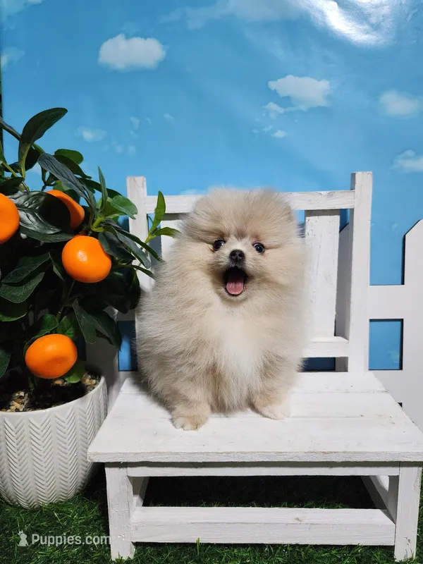 Cream/lilac – Pomeranian puppy for sale in Wilson, NC