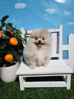 Cream/lilac, a female Pomeranian for sale in Wilson, NC – Photo 6 of 7
