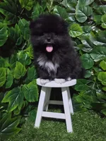 Blacky, a male Pomeranian for sale in Wilson, NC – 1 of 6