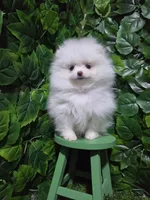 Snow, a female Pomeranian for sale in Wilson, NC – 5 of 5