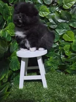 Blacky, a male Pomeranian for sale in Wilson, NC – 3 of 6