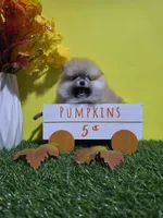 Princess , a female Pomeranian for sale in Wilson, NC – 6 of 6