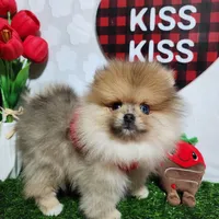 Teddy, a male Pomeranian for sale in Wilson, NC – Photo 5 of 6