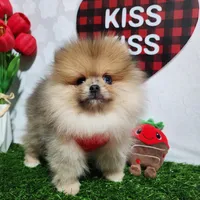 Teddy, a male Pomeranian for sale in Wilson, NC – Photo 2 of 6