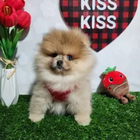 Teddy, a male Pomeranian for sale in Wilson, NC – Photo 6 of 6