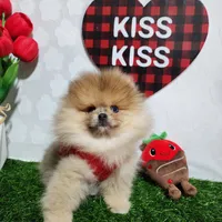 Teddy, a male Pomeranian for sale in Wilson, NC – Photo 1 of 6