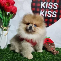 Teddy, a male Pomeranian for sale in Wilson, NC – Photo 4 of 6