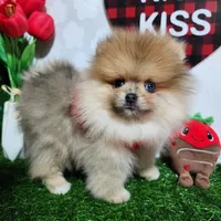 Teddy, a male Pomeranian for sale in Wilson, NC – Photo 3 of 6