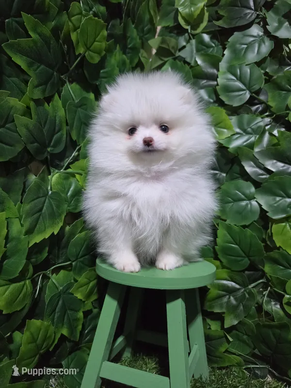 Snow – Pomeranian puppy for sale in Wilson, NC