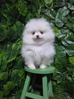 Snow, a female Pomeranian for sale in Wilson, NC – 1 of 5