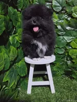 Blacky, a male Pomeranian for sale in Wilson, NC – 4 of 6