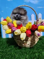 Sable, a male Pomeranian for sale in Wilson, NC – Photo 3 of 4