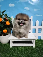 Sable, a male Pomeranian for sale in Wilson, NC – Photo 5 of 5