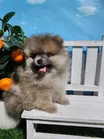 Sable, a male Pomeranian for sale in Wilson, NC – Photo 3 of 5