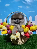 Sable, a male Pomeranian for sale in Wilson, NC – Photo 2 of 4