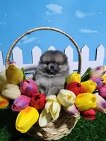 Sable, a male Pomeranian for sale in Wilson, NC – Photo 2 of 3