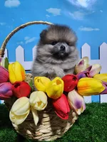 Sable, a male Pomeranian for sale in Wilson, NC – Photo 4 of 4