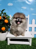 Sable, a male Pomeranian for sale in Wilson, NC – Photo 4 of 5