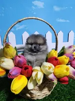 Sable, a male Pomeranian for sale in Wilson, NC – Photo 3 of 3