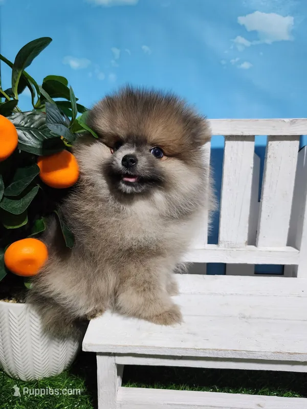 Sable – Pomeranian puppy for sale in Wilson, NC