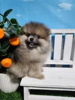 Sable, a male Pomeranian for sale in Wilson, NC – Photo 1 of 5
