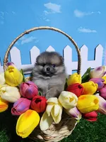 Sable, a male Pomeranian for sale in Wilson, NC – Photo 1 of 3