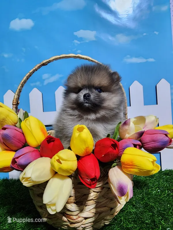 Sable – Pomeranian puppy for sale in Wilson, NC