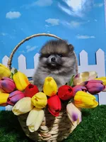 Sable, a male Pomeranian for sale in Wilson, NC – Photo 1 of 4