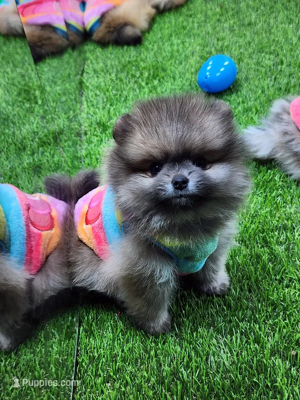 Sable – Pomeranian puppy for sale in Wilson, NC