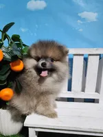 Sable, a male Pomeranian for sale in Wilson, NC – Photo 2 of 5