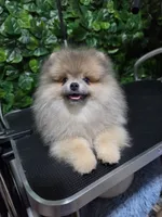 Lion, a male Pomeranian for sale in Wilson, NC – 4 of 7