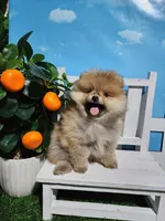 Sarah , a female Pomeranian for sale in Wilson, NC – Photo 4 of 5