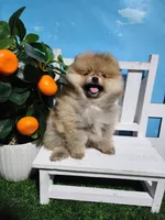 Sarah , a female Pomeranian for sale in Wilson, NC – Photo 5 of 5