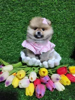 Sarah , a female Pomeranian for sale in Wilson, NC – Photo 3 of 4